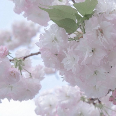 兽设星空元素设计福瑞群